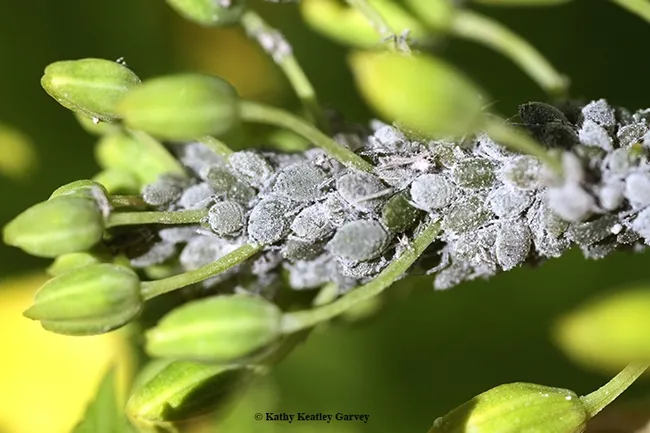 Close-up of cabbage aphids, Brevicoryne brassicae, on yellow mustard. (Photo by Kathy Keatley Garvey)