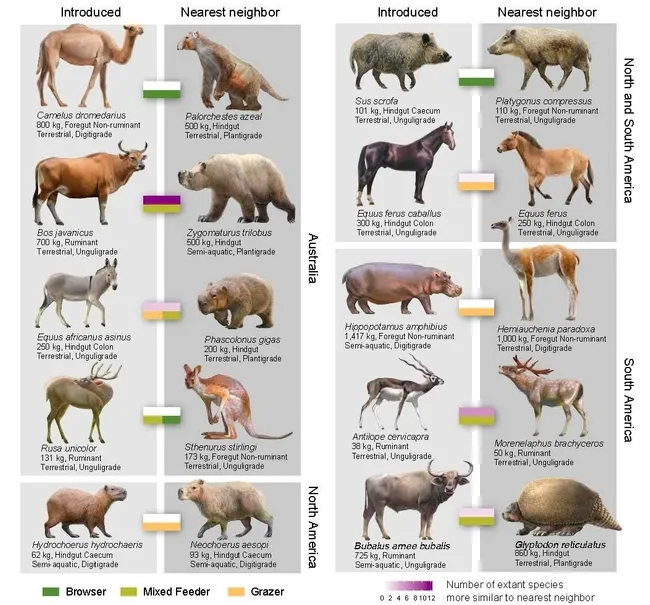 Introduced species and nearest neighbors, an illustration in PNAS.