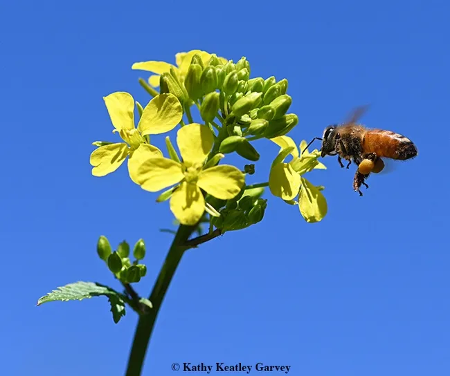Packing a heavy load of pollen, a honey bee heads for a mustard blossom. (Photo by Kathy Keatley Garvey)