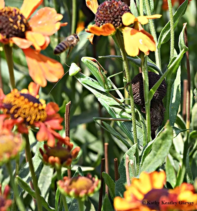 A praying mantis, Mantis religiosa, watches a honey bee buzz her head in the Kate Frey Pollinator Garden, Sonoma Cornerstone, Sonoma. (Photo by Kathy Keatley Garvey)
