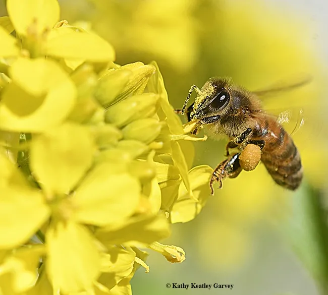 Thar's gold in them thar hills--and gold pollen on her head, antennae, and thorax, not to mention the balls of pollen. (Photo by Kathy Keatley Garvey)