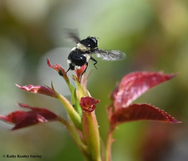 The hover fly, a Volucella bombylans complex, departs its perch. (Photo by Kathy Keatley Garvey)