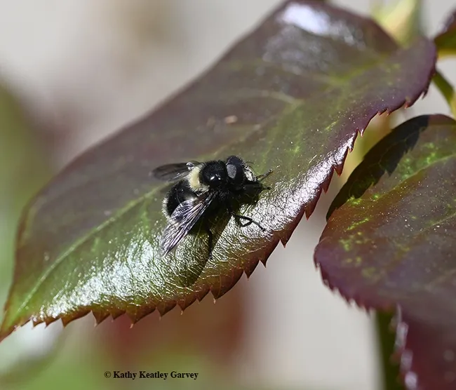It's a fly; not a bee! Side view of the syrphid fly bumble bee mimic, Volucella bombylans complex. (Photo by Kathy Keatley Garvey)