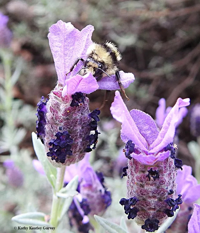 A bumble bee, Bombus melanopygus, commonly known as a "black-tailed bumble bee," awakens on a Spanish lavender in a Vacaville park. (Photo by Kathy Keatley Garvey)