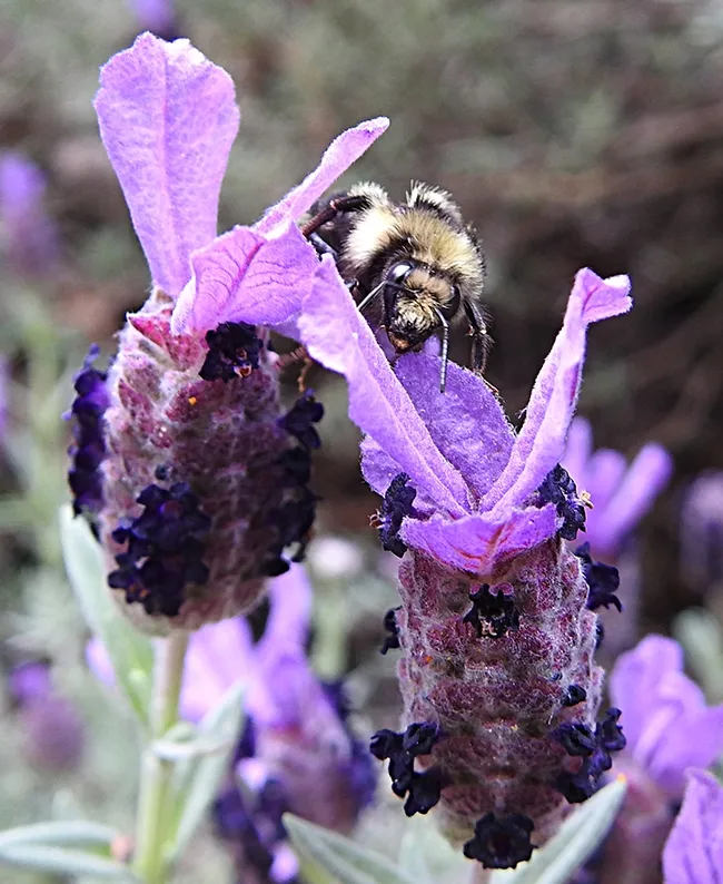 Good morning! The Bombus melanopygus peers over a Spanish lavender in a Vacaville park. (Photo by Kathy Keatley Garvey)