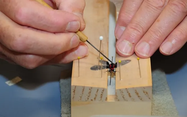 Entomologist Jeff Smith, curator of the Bohart Museum's Lepidoptera section, spreads the wings of a tiny moth, Ctenucha rubroscapus.