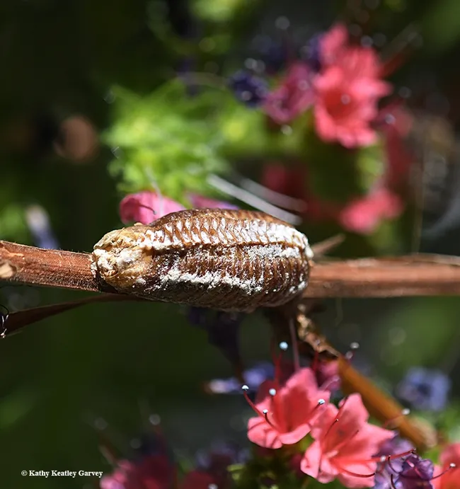 A praying mantis egg case, ootheca, on the tower of jewels, Echium wildpretii. (Photo by Kathy Keatley Garvey)