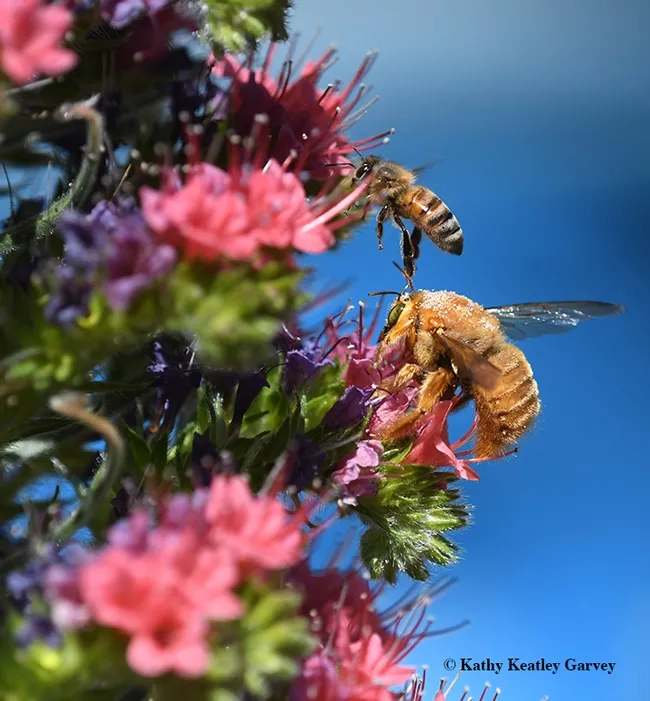 The honey bee's feet touches the antennae of the male Valley carpenter bee. (Photo by Kathy Keatley Garvey)