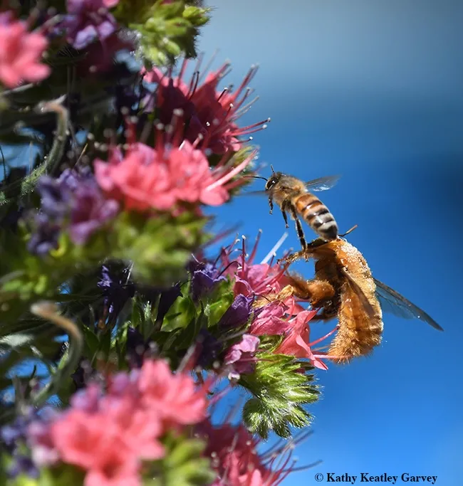 The honey bee's abdomen touches the head of the male Valley carpenter bee. (Photo by Kathy Keatley Garvey)