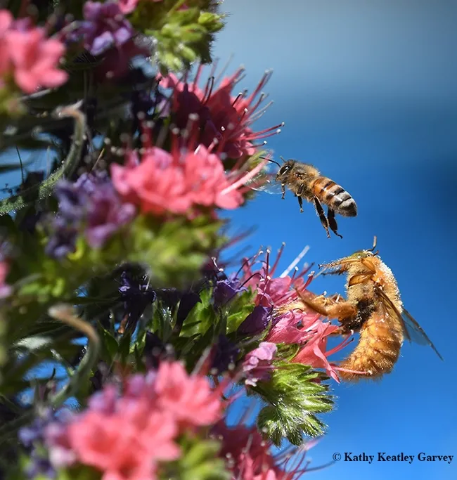 Up, up and away. Off to the next blossom. (Photo by Kathy Keatley Garvey)