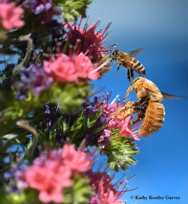 Watch out, Mr. Carpenter Bee, I'm coming back down. (Photo by Kathy Keatley Garvey)