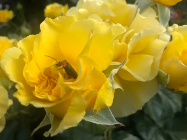 A soldier beetle on a yellow rose. (Cell phone photo by Kathy Keatley Garvey)
Kathy Keatley Garvey)