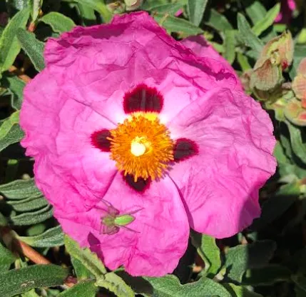 A green lynx spider settles on a pink rockrose. (Cell phone photo by Kathy Keatley Garvey)