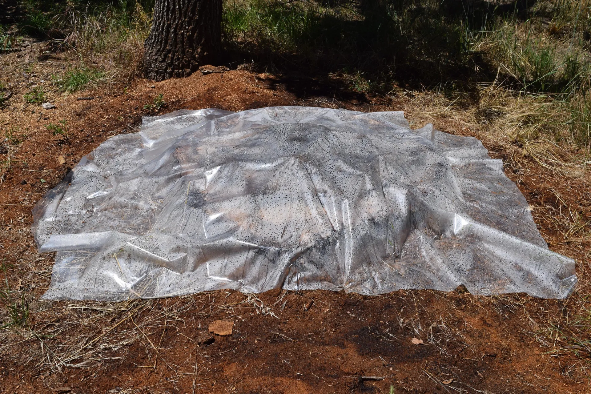 Solarization. Photo by Curtis Ewing, CALFIRE