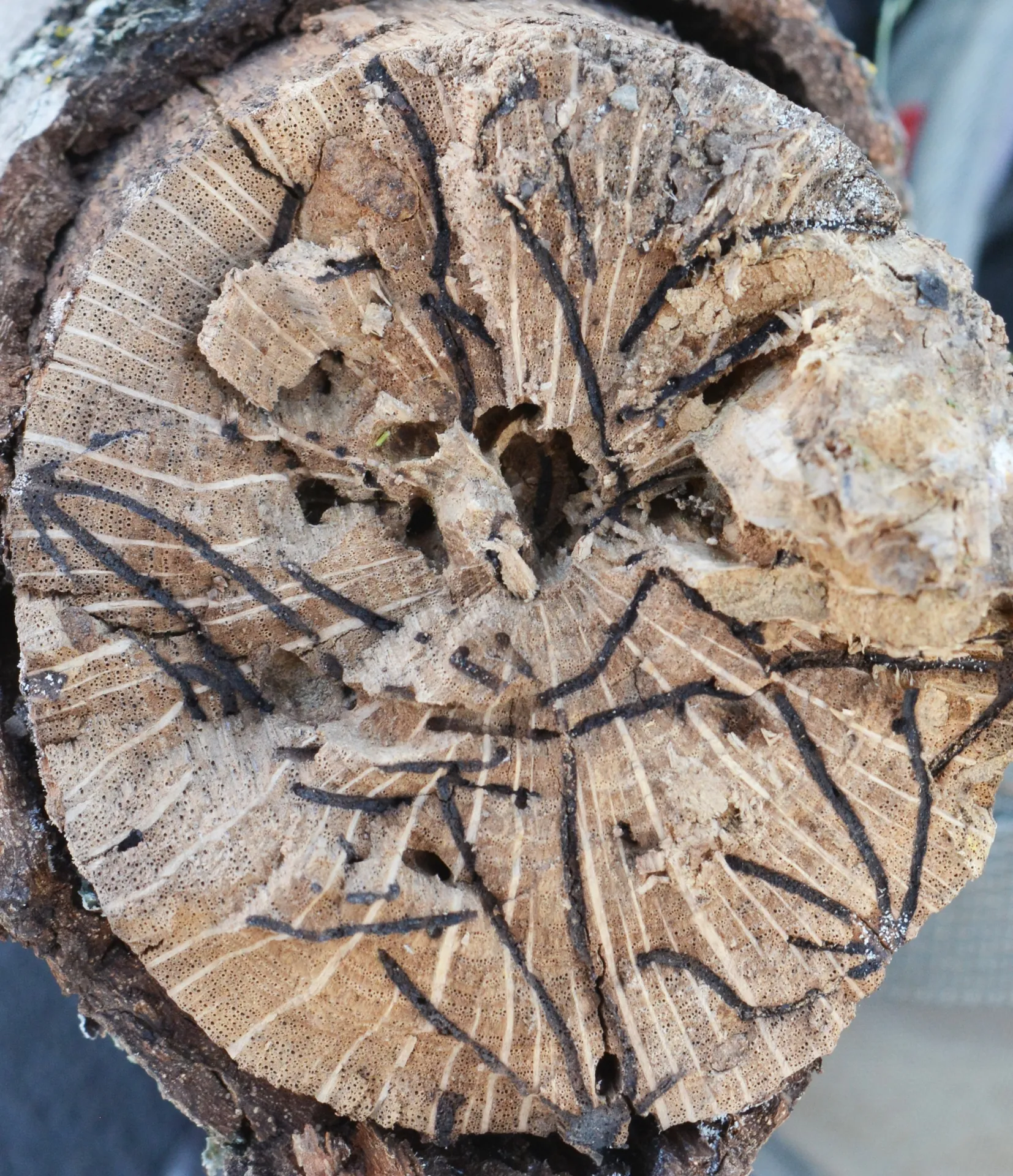 Monathrum galleries. Photo by Curtis Ewing, CALFIRE.