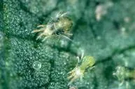 spider mites