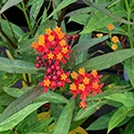 Asclepias_CM4