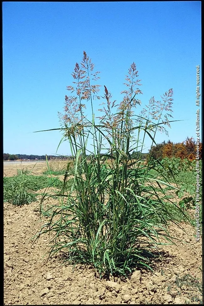 Johnsongrass, photo courtesy of J. DiTomaso, UCCE Weed Science Specialist.