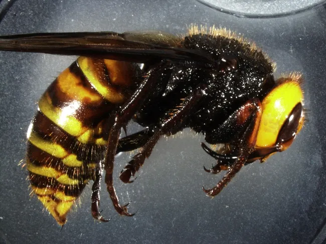 An Asian giant hornet from Blaine, Wash., to be published n the journal, Insect Systematics and Diversity. (Photo by Allan Smith-Pardo of the USDA)
