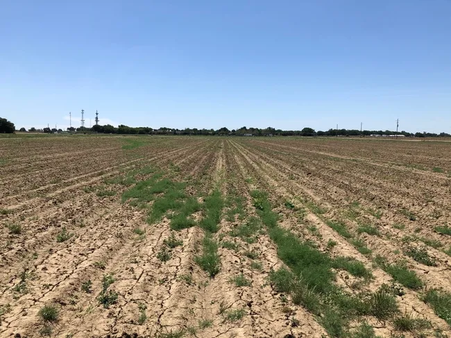tumbleweed seed dispersal Hanson