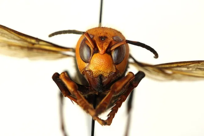 This image of an Asian giant hornet, Vespa mandarina, is courtesy of the Washington State Department of Agriculture. The beekeeping industry is concerned about sightings, confirmed and unconfirmed, of this insect in British Columbia and Washington state.