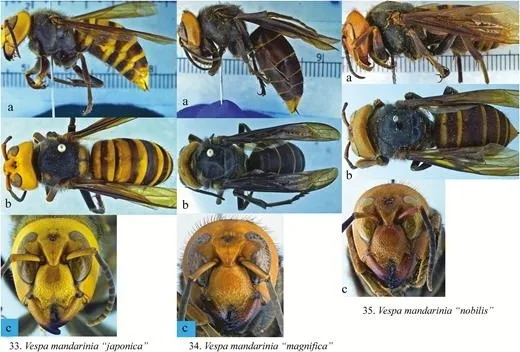 These images of the Asian giant hornet, aka "murder hornet," are published in the journal Insect Systematics and Diversity. (Images by Allan Smith-Pardo)