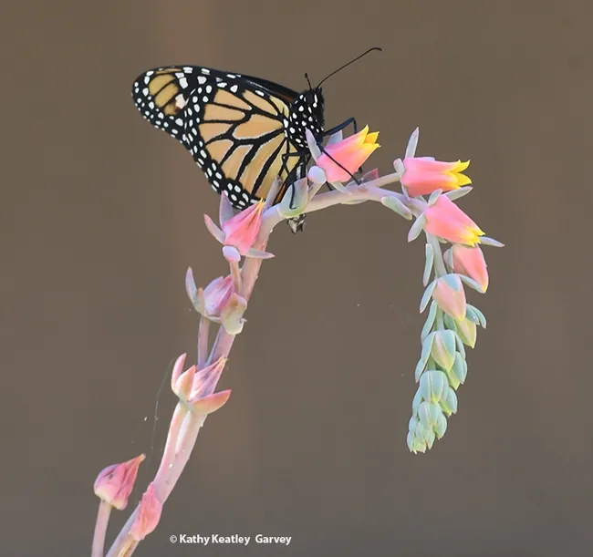 The monarch touched down on a succulent, hens-and-chicks (when it blooms, it's known as a "rooster." (Photo by Kathy Keatley Garvey)