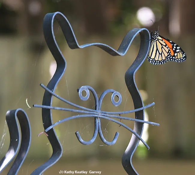 The monarch stayed on the ear of a cat (garden sculpture) for about five minutes. (Photo by Kathy Keatley Garvey)