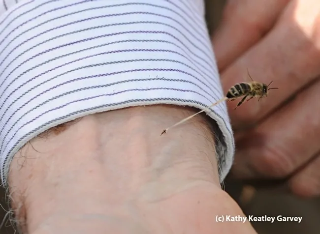 Can bee venom therapy have a role in treating COVID-19 patients? That remains to be seen or studied. This image shows a bee sting in action. (Photo by Kathy Keatley Garvey)