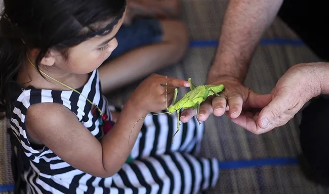 An Australian walking stick (stick insect) gets some attention at a SaveNature.Org program. (Photo by Norm Gershenz)