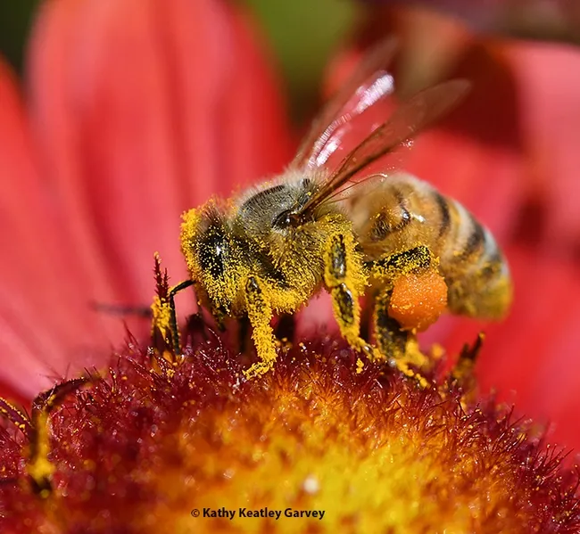 A honey bee dusted with pollen from the blanket flower, Gaillardia, in Vacaville, Calif. (Photo by Kathy Keatley Garvey)