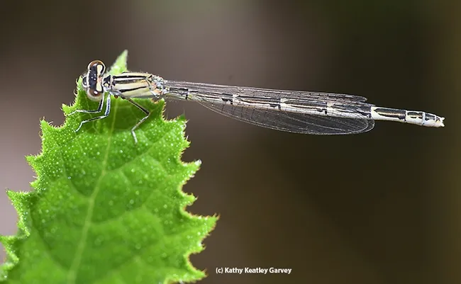 A female damselfly, identified as a familiar bluet, Enallagma civile, rests on a Tithonia leaf in Vacaville, Calif. (Photo by Kathy Keatley Garvey)
