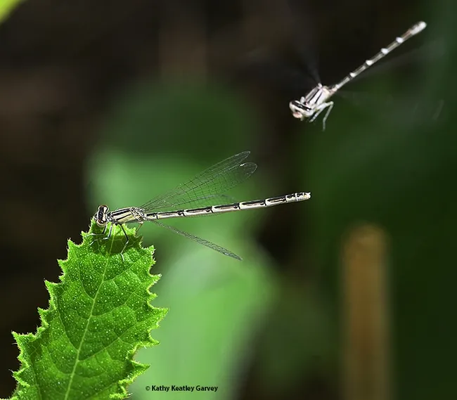 Entomologists call this a "two-fer" photo: two insects in the same photo. While one damselfly claims a leaf, another circles above. These are the familiar bluett, (Enallagma civile), according to Greg Kareofelas, an associate at the Bohart Museum of Entomology, UC Davis. (Photo by Kathy Keatley Garvey)