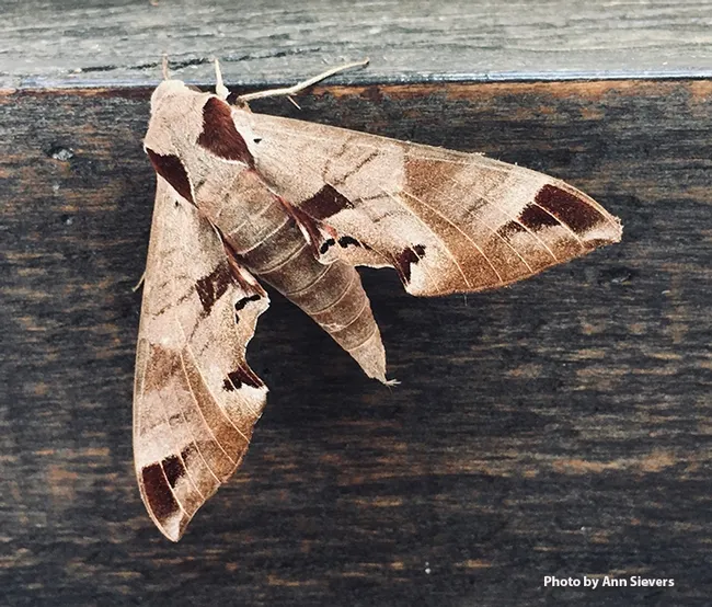 Eumorpha achemon, the Achemon Sphinx, is a "lovely beast," says UC Davis distinguished professor Art Shapiro. Ann Sievers, owner, grower and miller Il Fiorello Olive Oil Co., recently found this one the wall of her patio. (Photo by Ann Sievers)