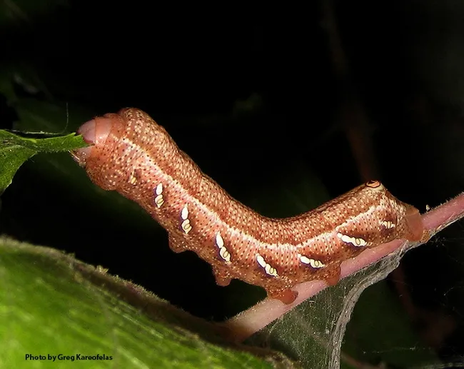Naturalist-photographer Greg Kareofelas took this image of an Eumorpha achemon larva in his yard in Davis several years ago. It was feeding on native grape, Vitus californica. (Photo by Greg Kareofelas)