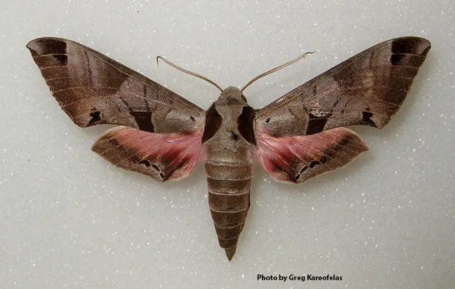 An adult Eumorpha achemon, photographed by naturalist-photographer Greg Kareofelas in his yard in Davis several years ago. It was feeding on native grape, Vitus californica. (Photo by Greg Kareofelas)