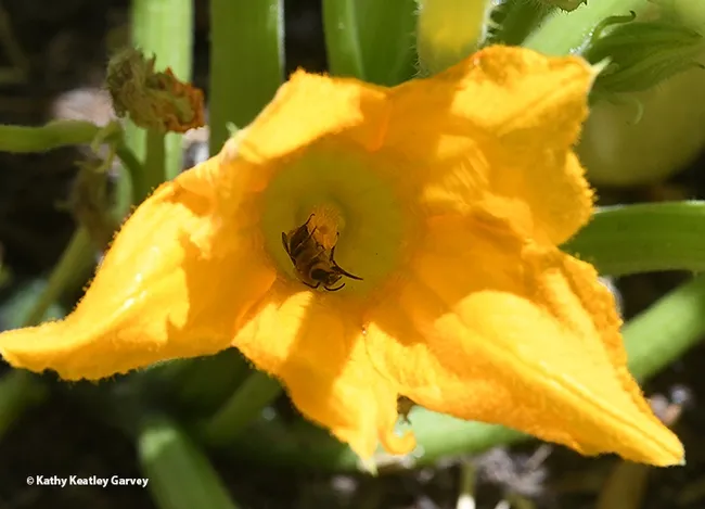 What's pollinating the squash blossom? A squash bee, Peponapis pruinosa, a species of solitary bee in the tribue Eucerini. (Photo by Kathy Keatley Garvey)