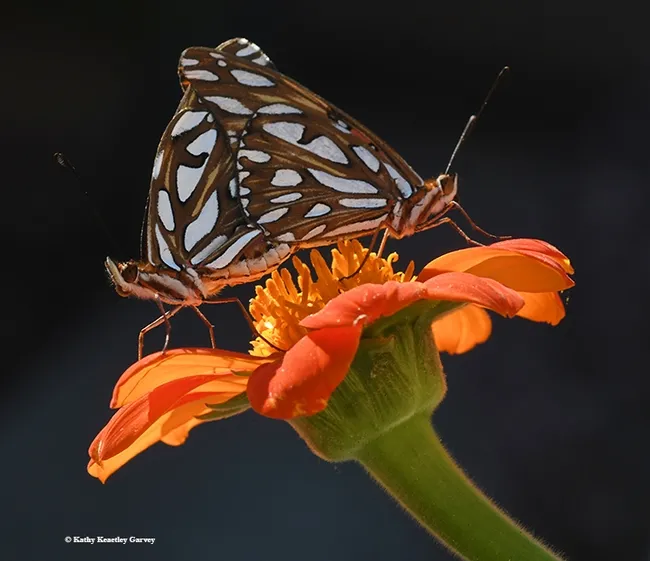 Gulf Fritillaries (Agraulis vanillae) keeping busy on a Tithonia flower in Vacaville, Calif. (Photo by Kathy Keatley Garvey)