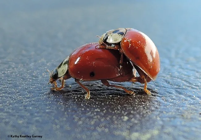 Birds do it. Bees do it. So do lady beetles, aka ladybugs. (Photo by Kathy Keatley Garvey)