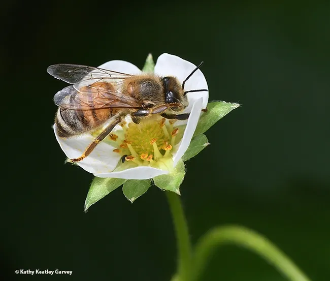 A honey bee struggles to fit inside a strawberry blossom. In the bee world, one size fits all.(Photo by Kathy Keatley Garvey)