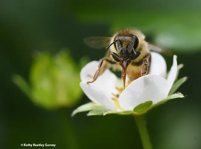 The honey bee stops to clean her tongue. (Photo by Kathy Keatley Garvey)