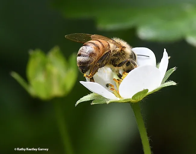 Okay, back to foraging. (Photo by Kathy Keatley Garvey)