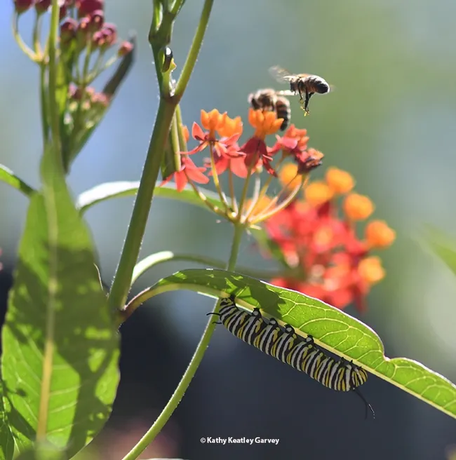 Two honey bees go about their "bees-ness" while a monarch caterpillar dines. Milkweed is the host plant of the monarchs. (Photo by Kathy Keatley Garvey)