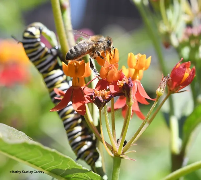 Close quarters: a honey bee and a monarch caterpillar on tropical milkweed. (Photo by Kathy Keatley Garvey)