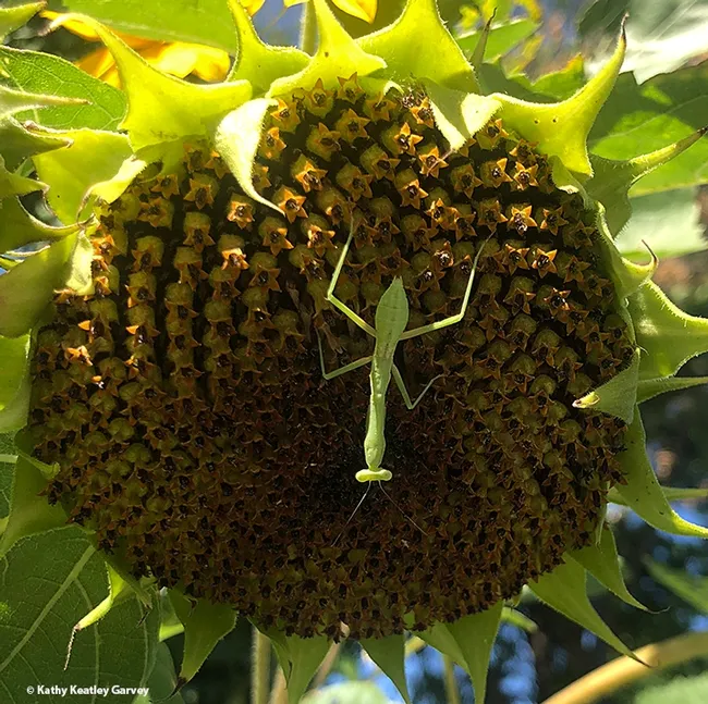 A praying mantis nymph, Stagmomantis limbata, spreads out across a sunflower blossom in Vacaville, Calif. (Photo by Kathy Keatley Garvey)