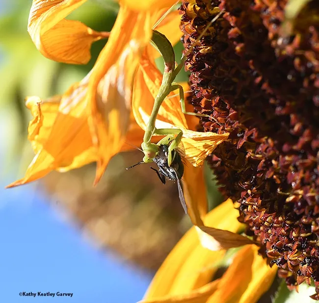 Gotcha! The praying mantis nymph, Stagmomantis limbata, snags what appears to be a green bottle fly. (Photo by Kathy Keatley Garvey)