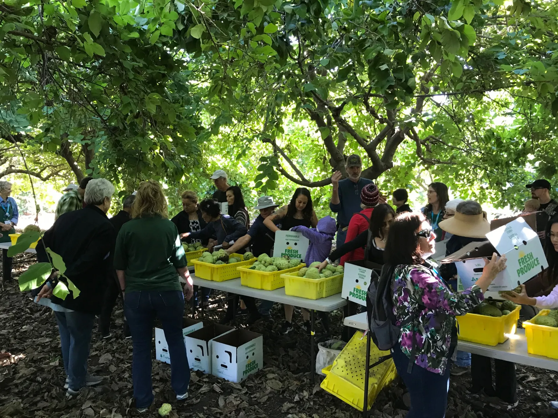 Attendees of a cherimoya field day in the cherimoya grove picking cherimoyas from yellow produce boxes