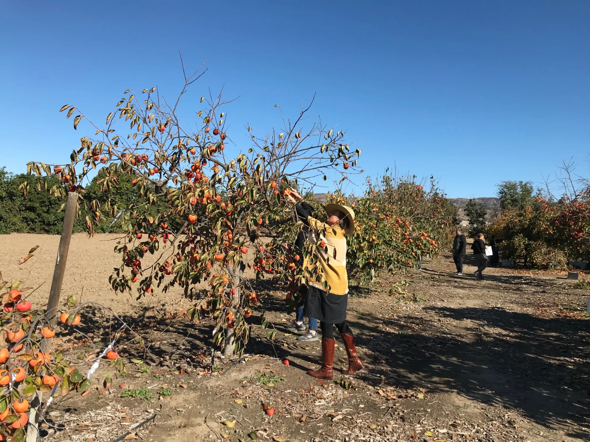 Attendees of a persimmon field day and u-pick event harvesting persimmons