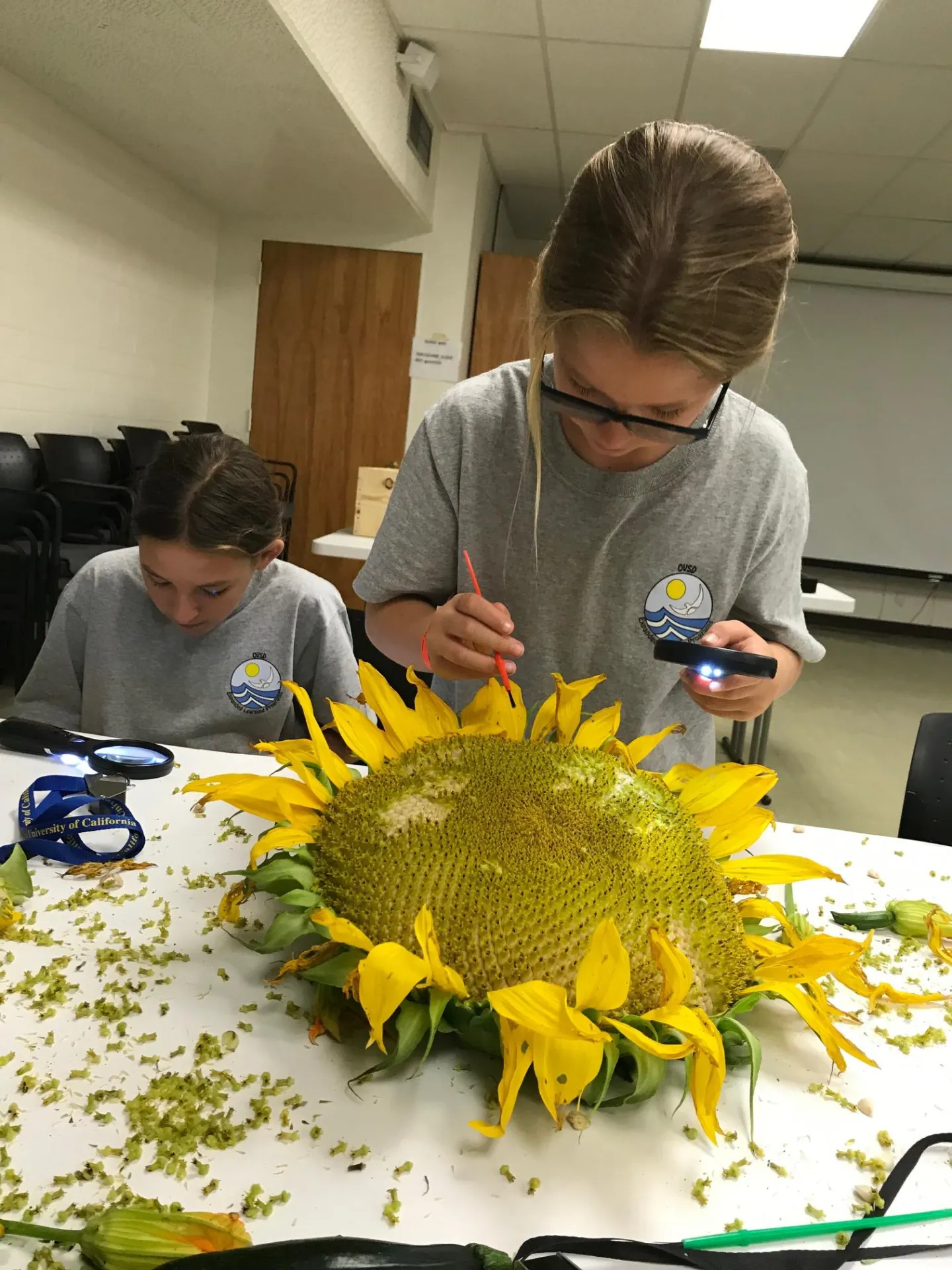 Two students examining a sunflower head during a summer field trip