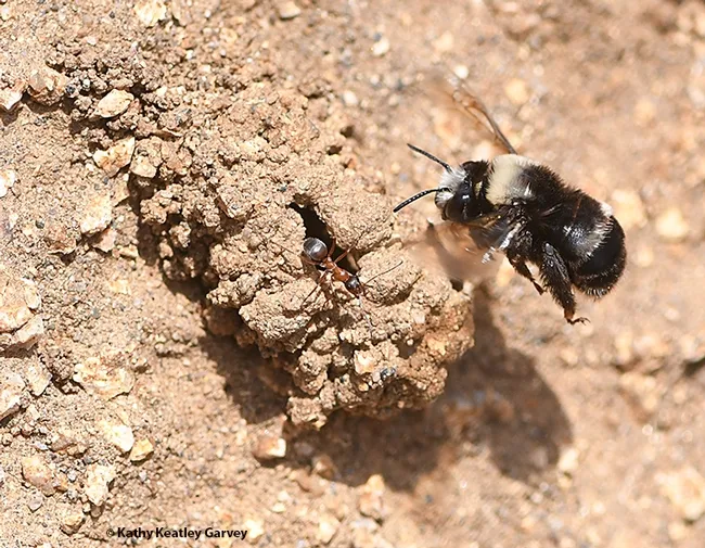 A bee-ant encounter: The digger bee, Anthophora bomboides stanfordiana, encounters an ant, Formica transmontanis, as identified by ant specialists Phil Ward and Brendon Boudinot of UC Davis. Both species nest on the sand cliffs. (Photo by Kathy Keatley Garvey)